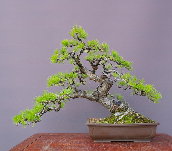 黒松　　　大品盆栽／樹齢４０年 v1211843992