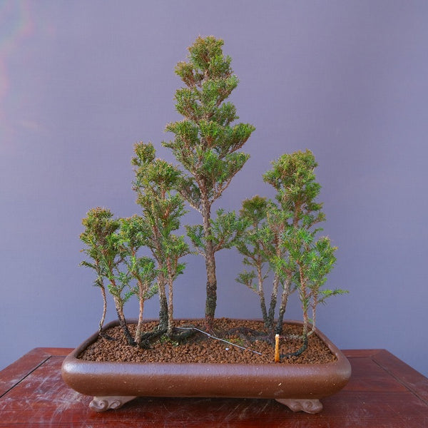 杉　　　大品盆栽／樹齢25年 m1184667204