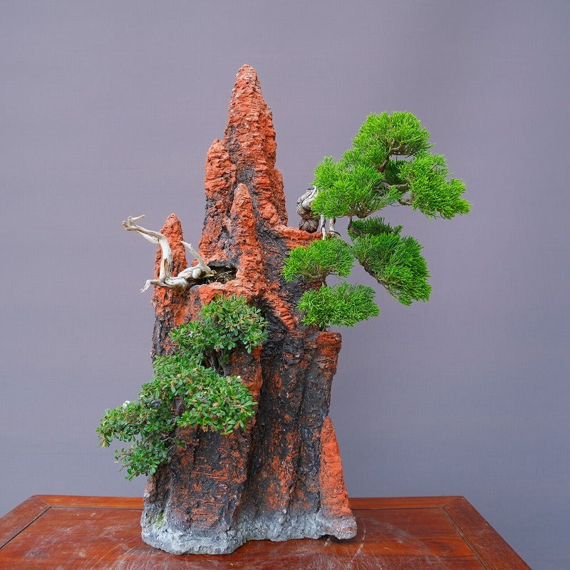 糸魚川真柏 樹高10センチ 樹齢30年 【公式通販】