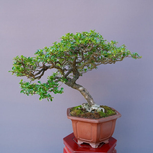 長寿梅　中品盆栽／樹齢４０年 n1192963031