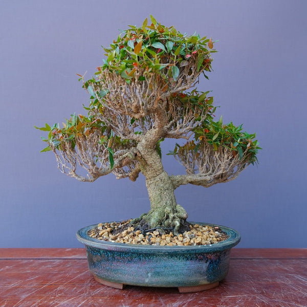 ちりめんかずら平安虹泉鉢　　小品盆栽／樹齢５０年 s1195803559