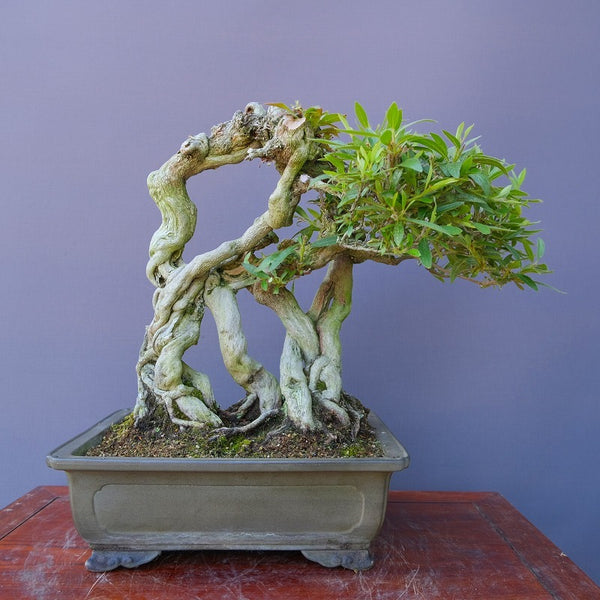 山採り岸ツツジ限定品　　中品盆栽／樹齢７０年 g1195805340