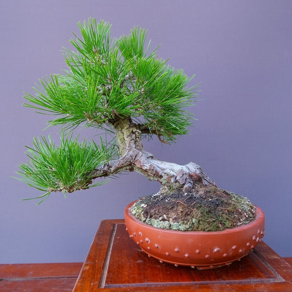 山採り淡路黒松　中品盆栽／樹齢８０年 t1195800752