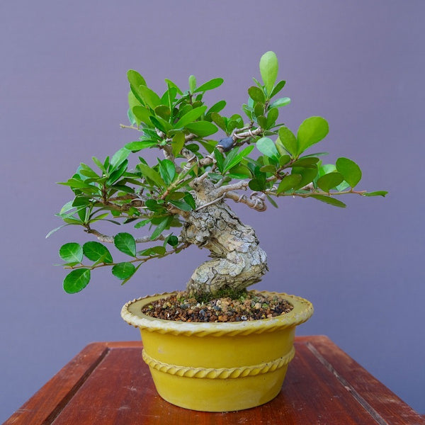 はりつるまさき　　小品盆栽/樹齢40年 j1195805877
