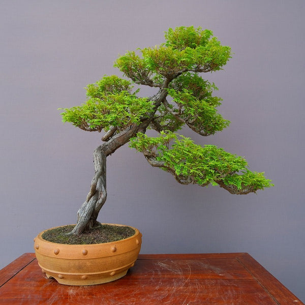 桧　　大品盆栽／樹齢４０年 1195795228