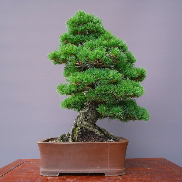 八房五葉松　　　大品盆栽／樹齢６０年 k1195801123