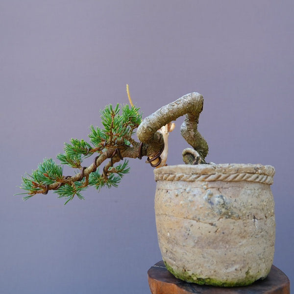 八鉱五葉松　　限定品　　　　小品盆栽／樹齢12年 h1195897246