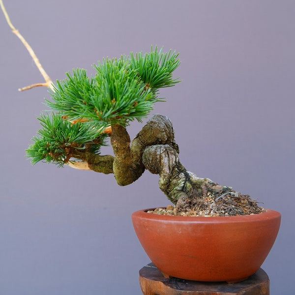 明星五葉松　　小品盆栽／樹齢12年 r1195880696