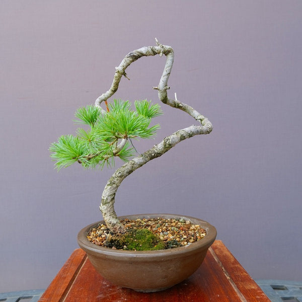 石鎚五葉松　　小品盆栽／樹齢１３年 k1195891513
