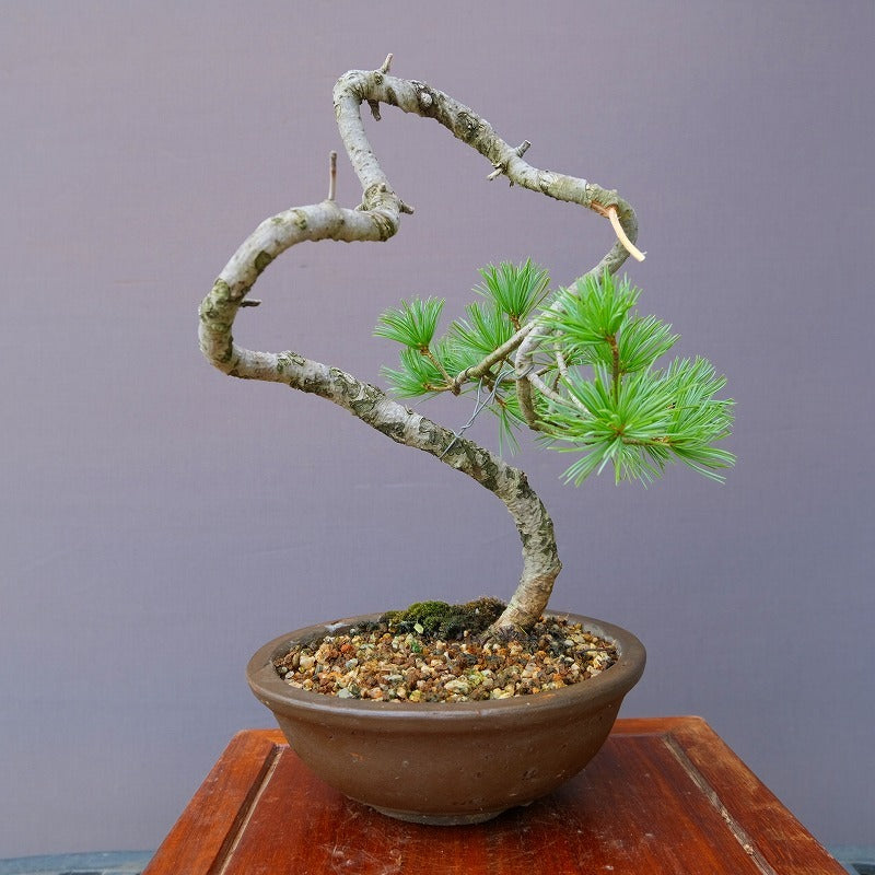 石鎚五葉松 小品盆栽／樹齢13年 k1195891513 - 森流 GreenFlow