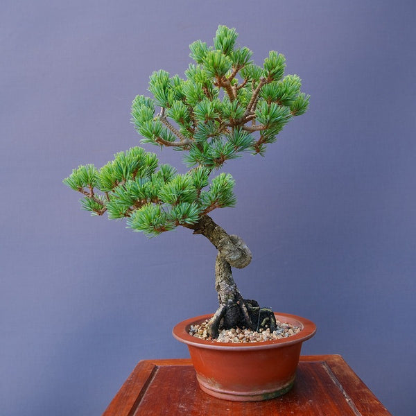 雪月花五葉松限定品　中品盆栽／樹齢２０年 c1196006559