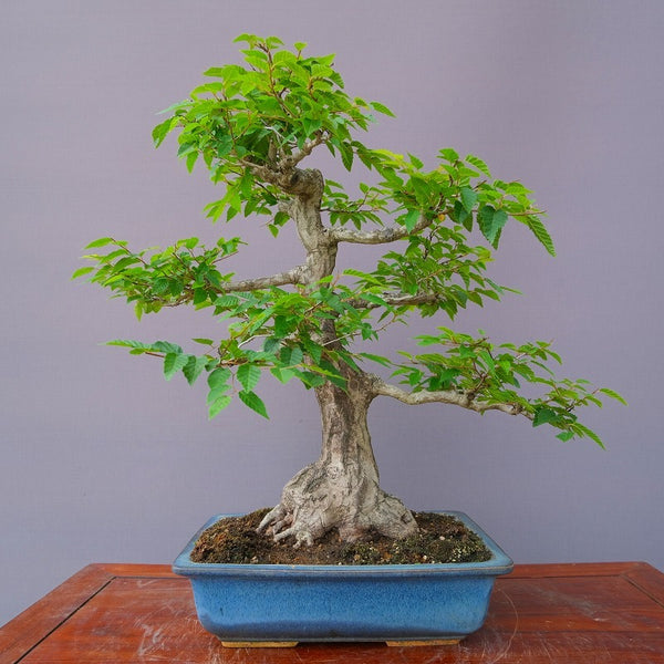 いわしで　中品盆栽　樹齢６０年 1196088720