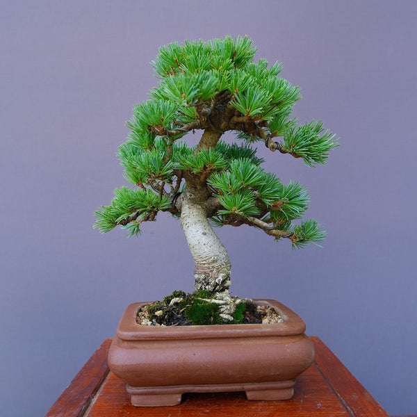 明星 五葉松　　　小品盆栽／樹齢20年 k1197009985