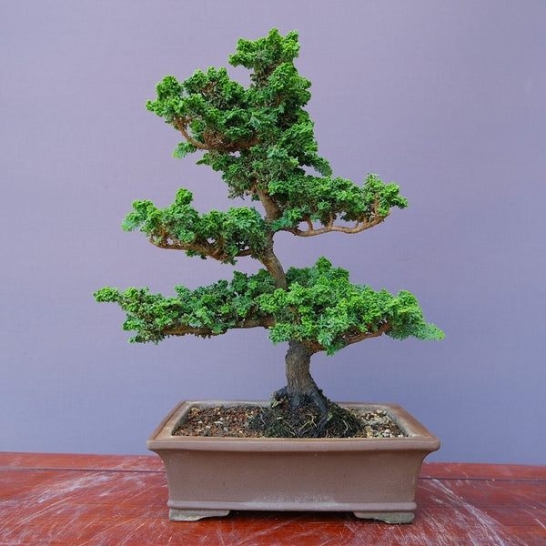 石化桧　　　中品盆栽／樹齢20年 x1197020868