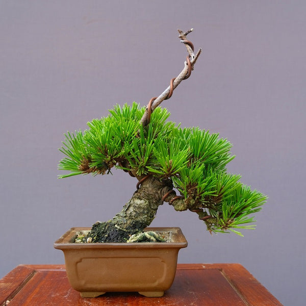 千寿丸　　　　小品盆栽／樹齢２０年 o1201462232