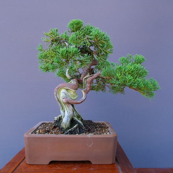 真柏銭号鉢　　小品盆栽／樹齢４０年 s1201591429