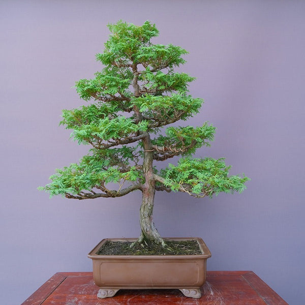 桧　　　　　　大品盆栽／樹齢５０年 o1201600439