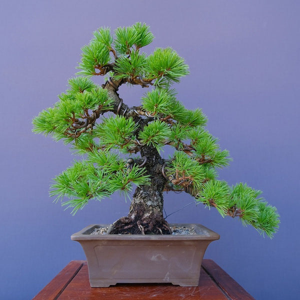 四国五葉松　　　　 中品盆栽／樹齢４０年 s1202095257