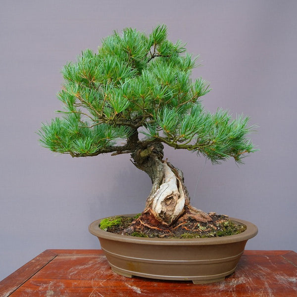 五葉松　　　　 大品盆栽／樹齢７０年 h1202219688