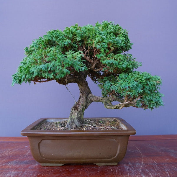 さわら　　　　小品盆栽／樹齢３５年 t1203249883