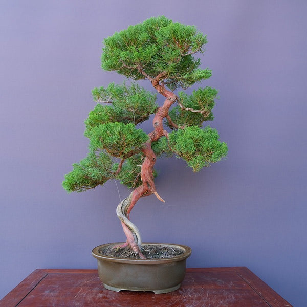 真柏　　　　　　　大品盆栽／樹齢４０年 w1203395712