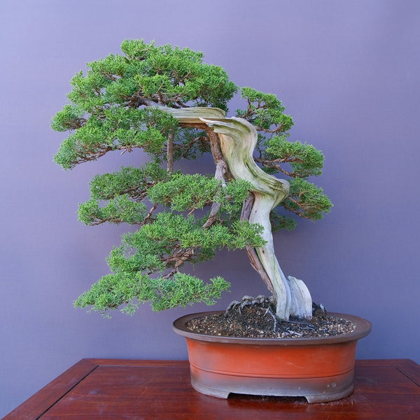 山採り糸魚川真柏　　　　大品盆栽／樹齢４０年 g1203414440