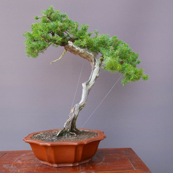 山採り杜松　　　　大品盆栽／樹齢４０年 w1203404376