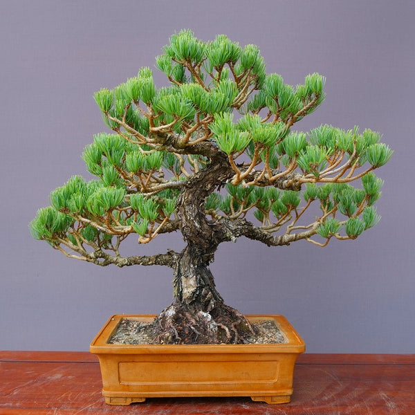 宮島五葉松　　　　中品盆栽／樹齢５０年 n1204726881