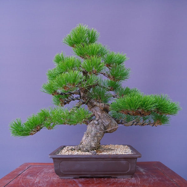 黒松　　　　中品盆栽／樹齢４０年 l1207381552