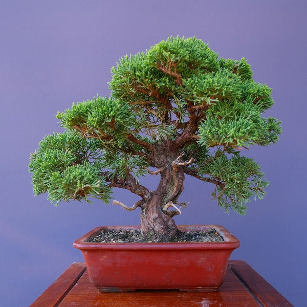 真柏　　　小品盆栽／樹齢３０年 k1208146050