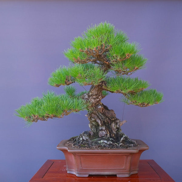 山採り淡路黒松　　　大品盆栽／樹齢200年 e1209757499