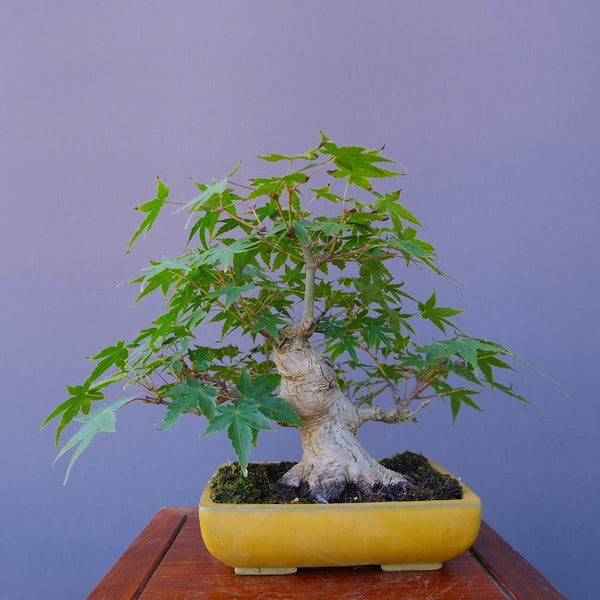 もみじ　　　小品盆栽／樹齢４０年 v1210152566