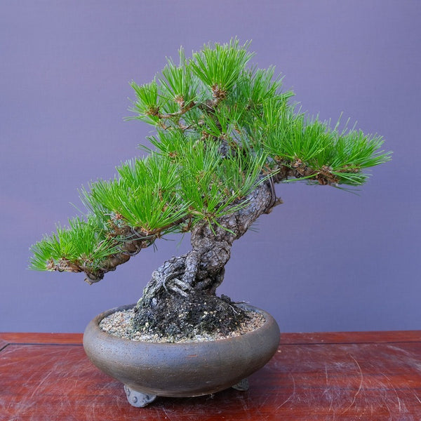 黒松　　　中品盆栽／樹齢４０年 h1210141623