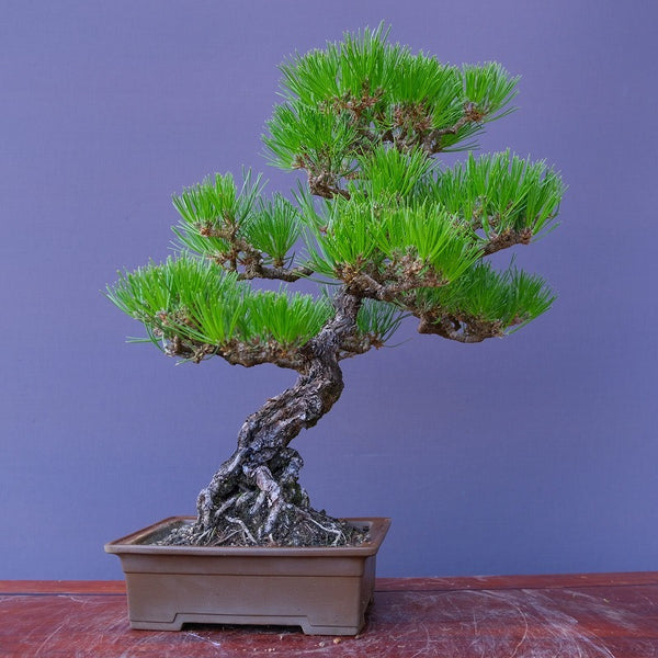 黒松　　　中品盆栽／樹齢５０年 x1210121338