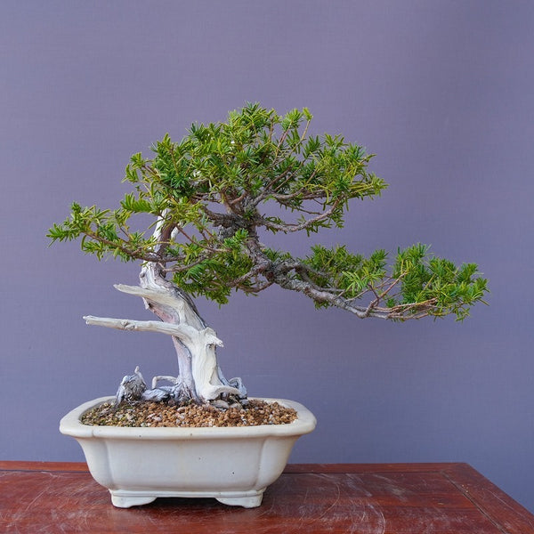 一位　　　中品盆栽／樹４０年 c1210129926