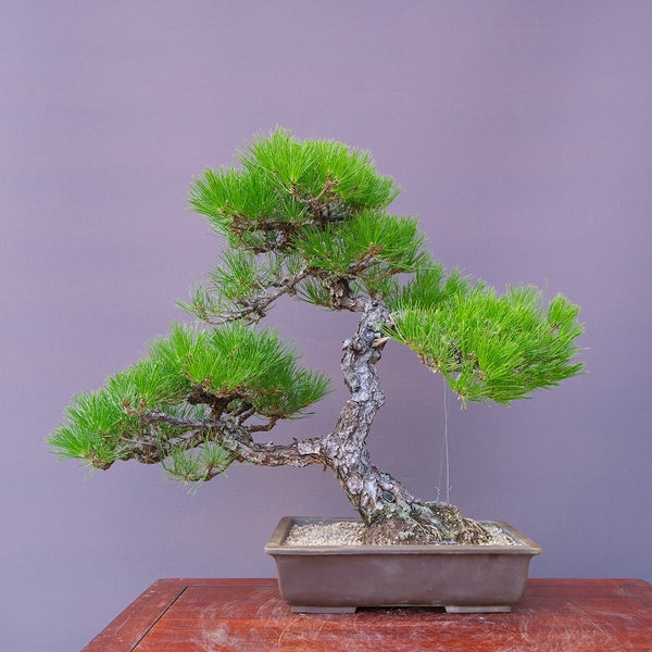 黒松　　　大品盆栽／樹４０年 g1210136982