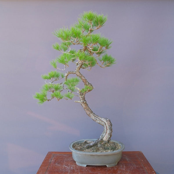 山採り赤松　　　大品盆栽／樹５０年 o1210150964