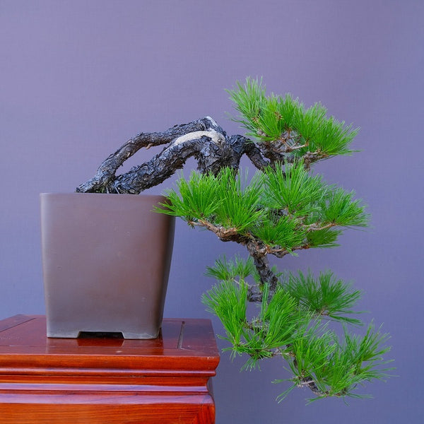 赤松　　　中品盆栽／樹齢６０年 n1211835595