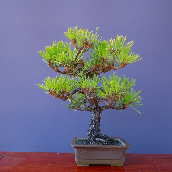 黄金黒松　　中品盆栽／樹齢３０年 e1211848465