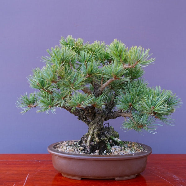 荒皮五葉松　　小品盆栽／樹齢３０年 b1211855205