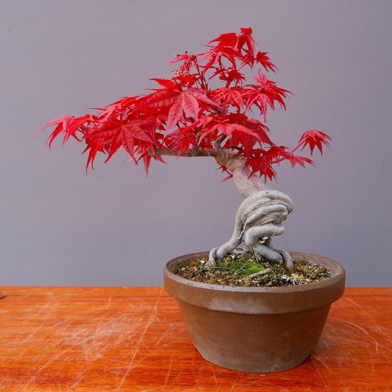 日本盆景- 雜木｜植物盆栽及園藝用品專門店｜森流GreenFlow – 森流