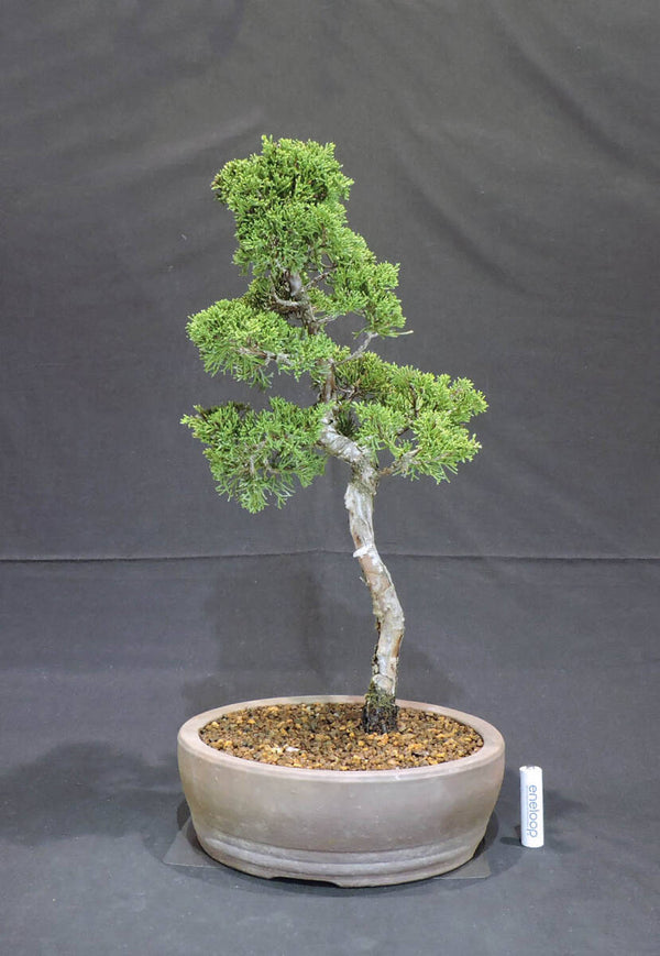 糸魚川真柏 盆栽 奥行21cm 横幅21cm 高さ46cm (店舗受け取り不可) l1200260225