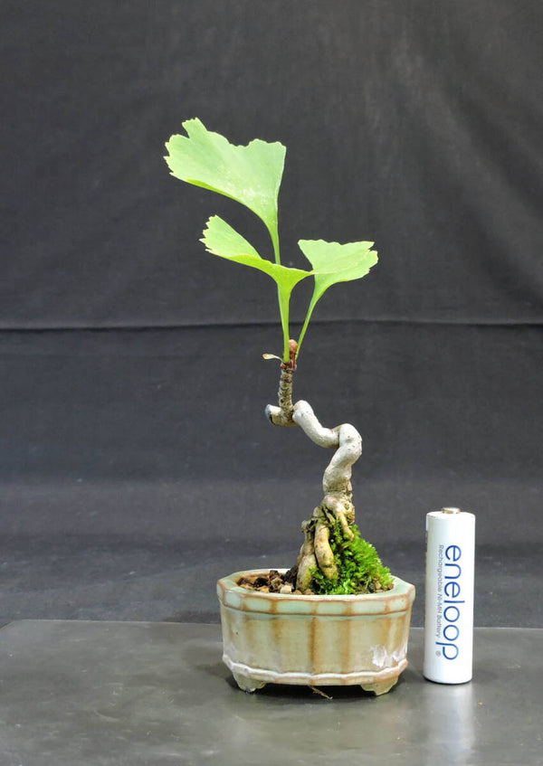 イチョウ ミニ盆栽 奥行8cm 横幅7.5cm 高さ15.5cm u1207436357