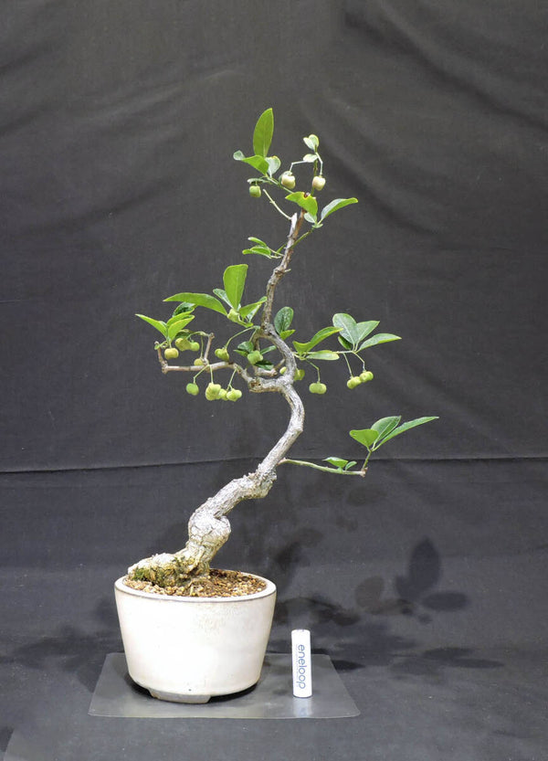 真弓 ( マユミ ) 盆栽 奥行17cm 横幅28cm 高さ46.5cm (店舗受け取り不可) r1199781980