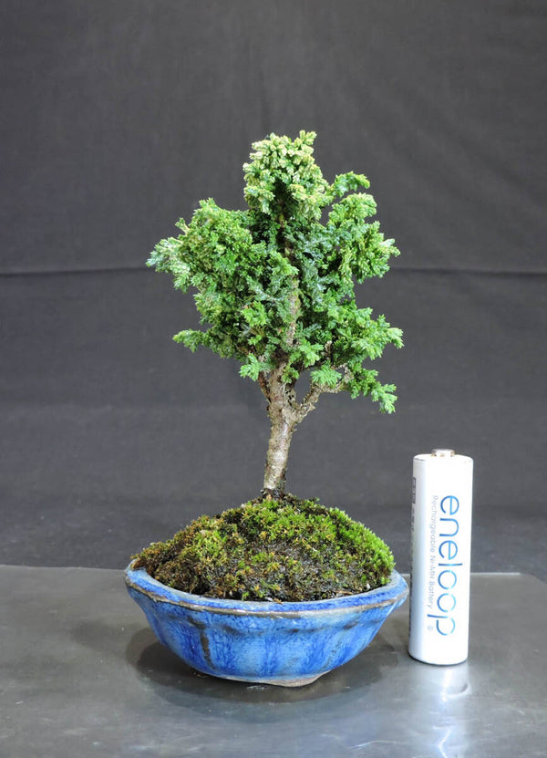 ヒノキ 初雪 石化桧 ミニ盆栽 奥行6.5cm 横幅6.5cm 高さ12cm g1199939859