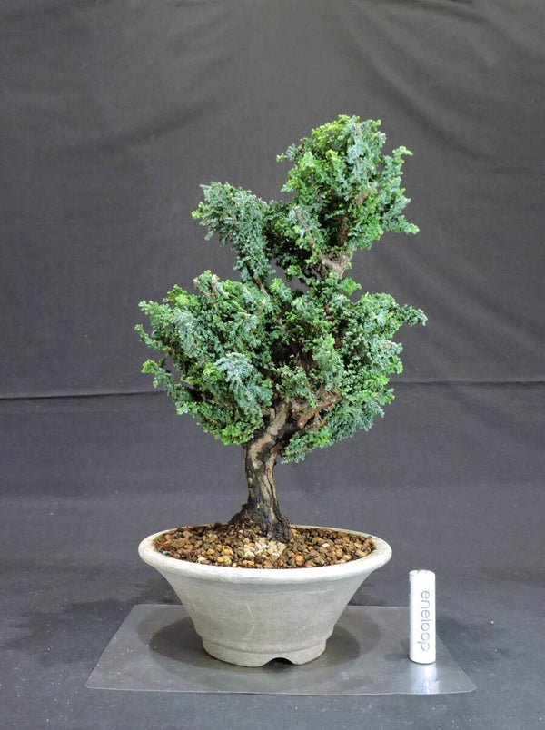 ヒノキ 石化桧 盆栽 奥行15cm 横幅17cm 高さ30.5cm t1199747582