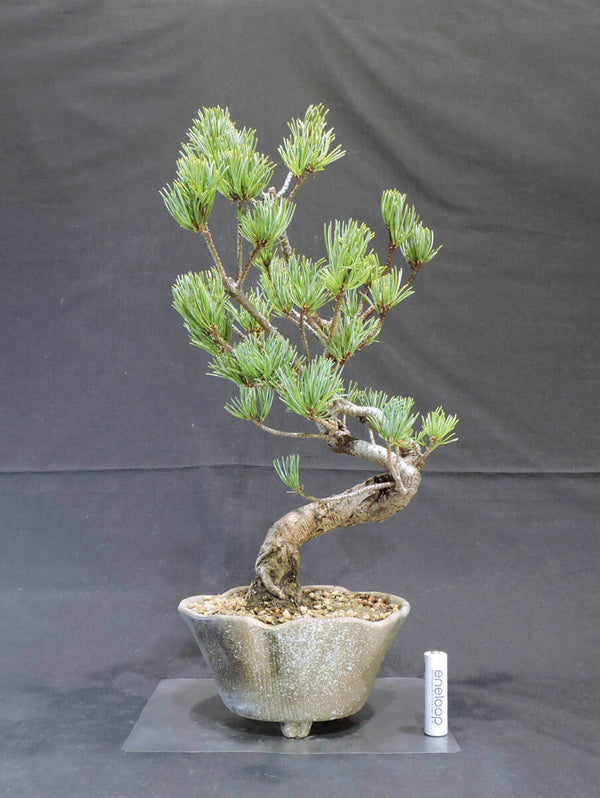 五葉松 盆栽 奥行22cm 横幅18cm 高さ39cm (店舗受け取り不可) g1208696243