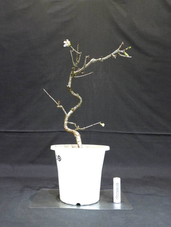 桜 信濃寒桜 ( シナノカンザクラ / サクラ ) 盆栽 プラスチック鉢 苗 奥行19cm 横幅18cm 高さ34cm (S4) l1204166307