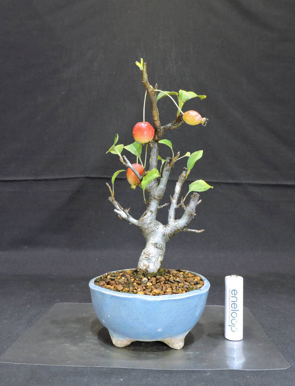リンゴ 姫美好 ( ヒメビコウ ) 盆栽 奥行10cm 横幅10cm 高さ21cm w1204118121