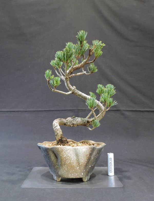 五葉松 盆栽 奥行12.5cm 横幅17cm 高さ31cm f1208553899